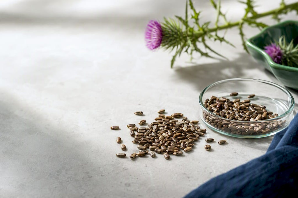 Milk thistle seeds in botanical research setting